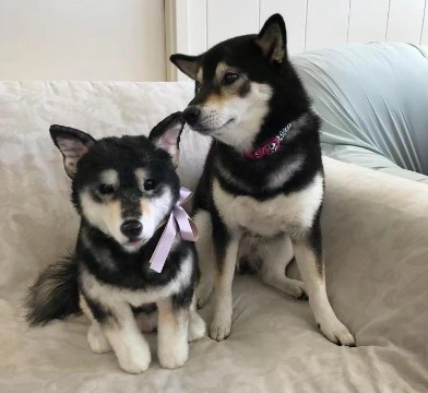 Border Collie realistic needle felted dog