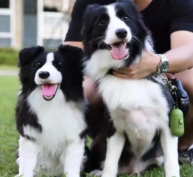 Border Collie realistic needle felted dog
