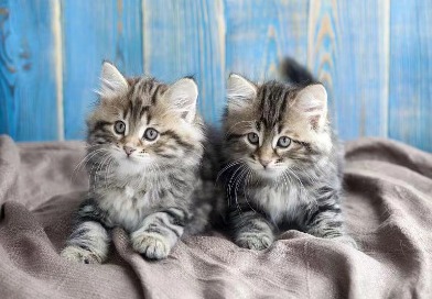 Persian cat handmade wool portrait