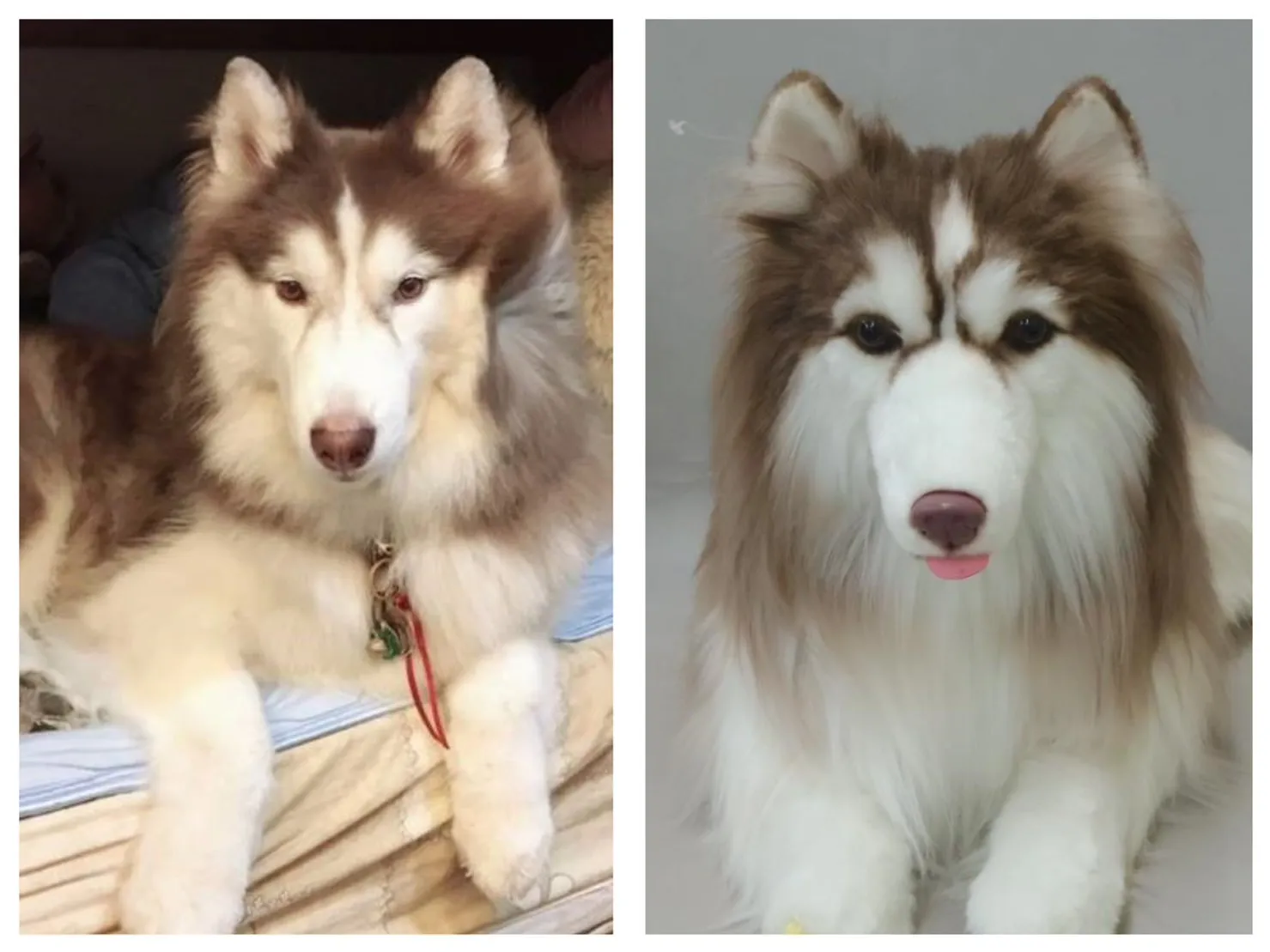 Preserving the gentle beauty of an aging pet for a lifetime of remembrance.