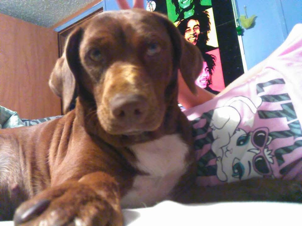 pet replica suitability guide for pet parents